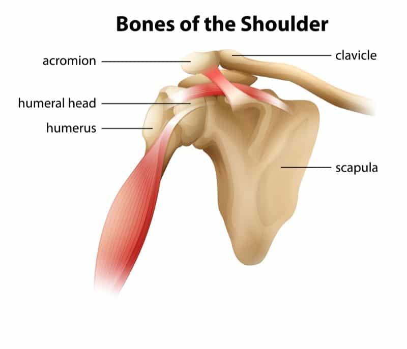 illustration of shoulder bone labeled with clavicle and scapular, section highlighted red to represent pain from shoulder arthritis