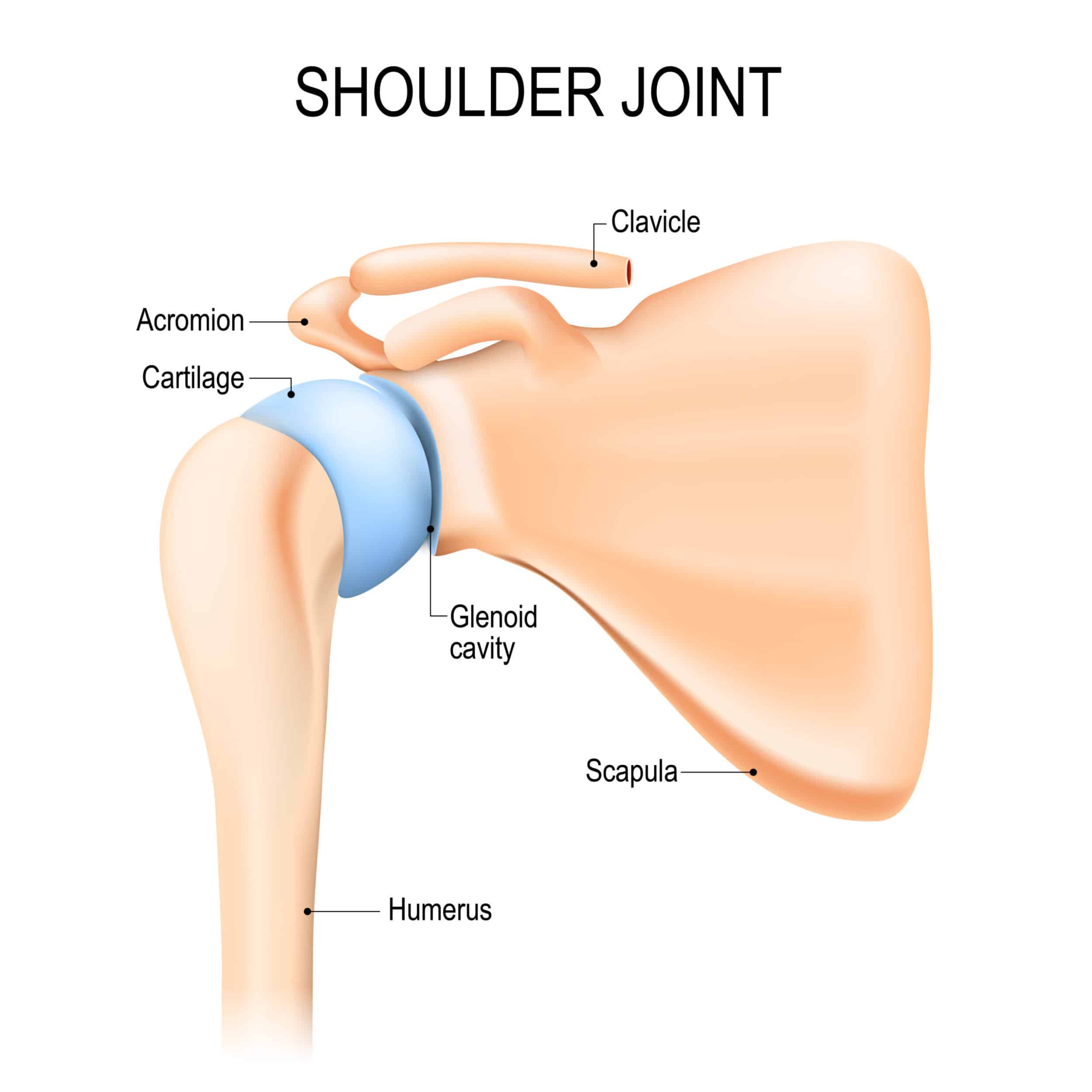 illustration of shoulder joint bone labeled with clavicle, cartilage, and scapula to represent rotator cuff injury