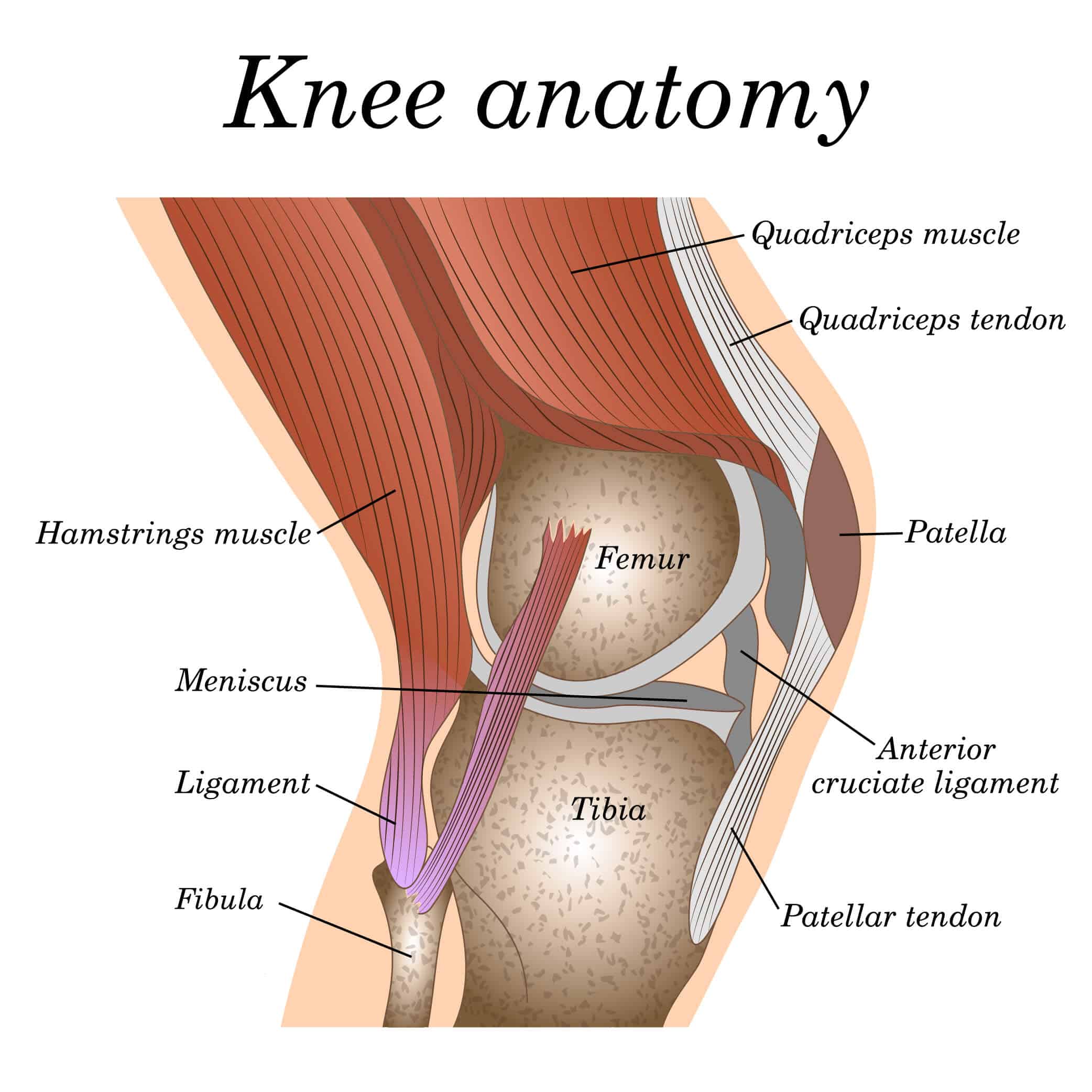 Summit Orthopedics Knee Anatomy